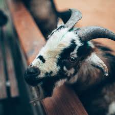 Orf virus (contagious pustular dermatitis virus) naturally infects only sheep, goats, reindeer (hautaniemi et al., 2010) and people (haig and mercer, 1998). Goat Diseases