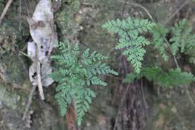 Image result for Cheilanthes angustifrondosa