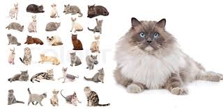 And you might learn a thing or two in the process. What Breed Of Cat Are You Proprofs Quiz