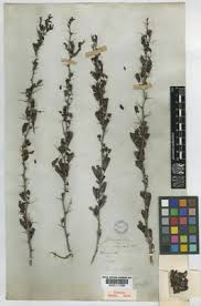 Image result for Maerua becquetii