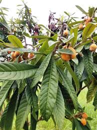 Image result for Eriobotrya