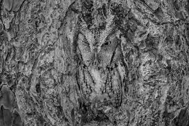 Owls Perfectly Camouflaged Within Trees Graham Mcgeorge Shine Nature Adding an owl nest box to your backyard will attract screech owls. owls perfectly camouflaged within trees graham mcgeorge shine nature