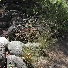 Image result for Aristida pilgeri