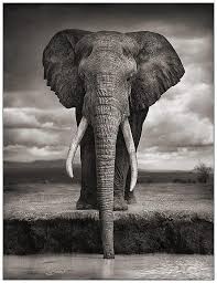 African Elephant Black And White Elephant Pictures Elephant Black And White Photo Jpg 540 702 African Wildlife Photography African Wildlife Animals Beautiful