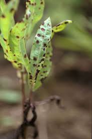 Image result for Launaea cornuta