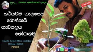 Texts with language specifed as sinhalese. How To Select Plant For Bonsai Step 1 Sinhala Youtube