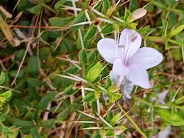 Image result for Barleria sp. D (near holubii)