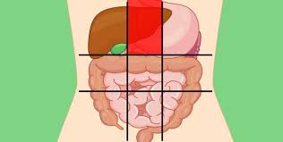 Anatomy of abdomen tells us about its boundaries as well. Doctors Share A Belly Map That Reveals What Can Make Your Stomach Hurt