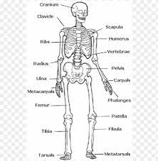 Diagram of human bone anatomy. Skeletal System Easy Human Skeleton Labeled Png Image With Transparent Background Toppng