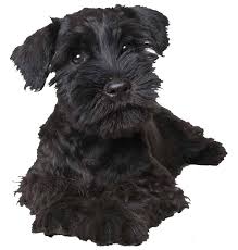 Search for pedigree puppies or rescue dogs for sale near you. Miniature Schnauzer Puppies For Sale Perth Wa Australia Miniature Schnauzer Australia