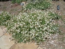 Image result for Silene