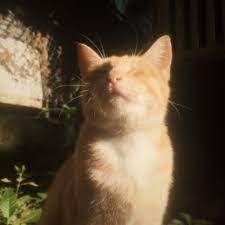 Jun 02, 2021 · every aspect of this movie is so damp with the febrile sweat of a bad dream that you can almost smell the peeling wallpaper and dilapidated floorboards; Tumblr Aesthetic Wallpaper Aesthetic Cat Wallpaper Phone 1082x1920 Wallpaper Teahub Io