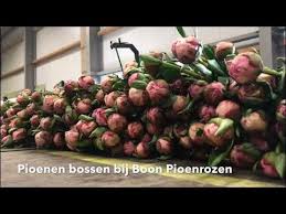 We did not find results for: Automatic Bunching Of Peony Cut Flowers The Peony Society