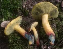 Image result for Xerocomellus diffractus