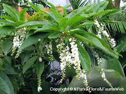 Image result for Citharexylum