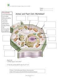 Maybe you would like to learn more about one of these? Animal And Plant Cells Worksheet For Reform Through Investigative Science And Math Plants And Animal Cells 1 1 6 Name Date Animal And Plant Cells Worksheet Questions
