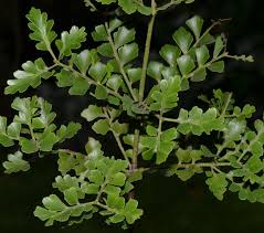 Image result for Phyllocladus trichomanoides