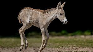 After twelve long months of waiting, a quiet but powerful victory arrived  at Chester Zoo. A rare onager foal named Jasper was born following a  grueling year-long pregnancy, a biological marathon even