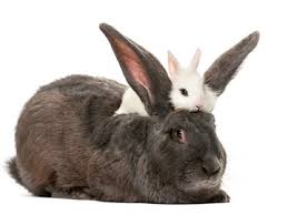 So be careful how you use your spanish! What S The Difference Between A Rabbit And A Hare Merriam Webster