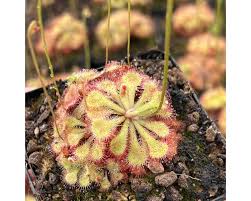 Image result for Drosera natalensis