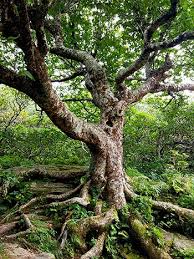 Best time to visit craggy gardens (preferred time): Craggy Gardens Hiking Trails Blue Ridge Parkway U S National Park Service
