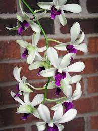 Pin On Orchids