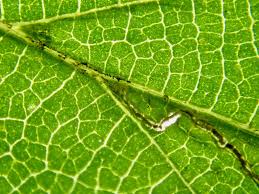 Image result for Stigmella floslactella
