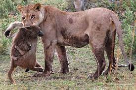 A Lioness Captures A Baby Baboon And Does The Last Thing You D Expect Baboon Lion Hunting Lions