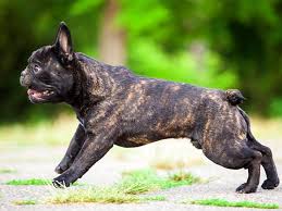 Wie schwer werden französische bulldoggen? Franzosische Bulldogge Eine Detaillierte Rassenbeschreibung