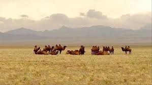 Instead, the reins are attached to their muzzles through a peg in their nose. Turkish Aid Group Seeks To Stop Australian Camel Cull