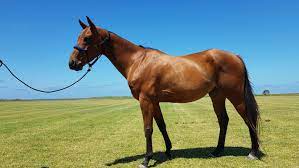 Use the toggles to view the horse price change for today, for a week, for a month, for a year and for all time. Horses Argentina Polo Academy