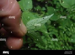 Image result for Triumfetta pilosa