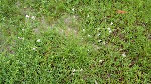 Image result for Cyperus margaritaceus