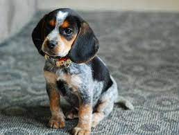 Facebook Beagle Dog Blue Tick Beagle Hound Puppies