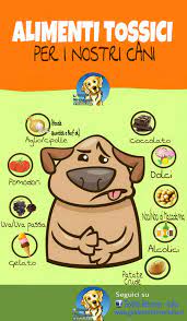 19, 6 g per kg di cane per frutta fresca, 2, 8 g per kg di cane per frutta secca. Quali Sono I 10 Alimenti Tossici Per I Nostri Cani Golden Retriever Italia