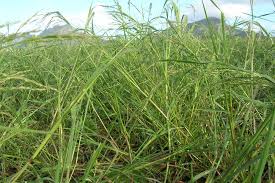 Image result for Panicum subalbidum
