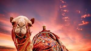 How about drinking cow urine for skincare? Can Muslim Drink Camel Urine Archives Almoflihun