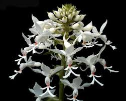 Image result for Calanthe