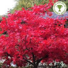 A purchase of an osakazuki japanese maple is a true investment in your yard! Acer Palmatum Osakazuki Red Japanese Maple Trees For Sale
