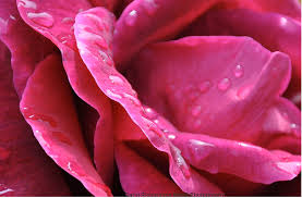 About absolutely beautiful flowers we are a team of creative and artistic florists serving tampa bay florida. Absolutely Beautiful