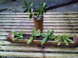 Choose the right finishing touch. Bamboo Pots Making Hanging And Indoor Pot Steemit