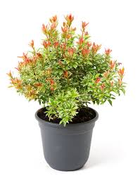 Variegated foliage with pink buds opening white. Japanische Lavendelheide Little Heath Pieris Japonica Little Heath Gunstig Online Kaufen