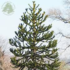 The most common are presented here. Monkey Puzzle Tree Araucaria Araucana For Sale