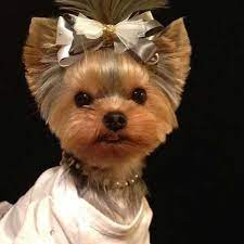 151 Extremely Cute Yorkie Haircuts For Your Puppy In 2020 Yorkie Dogs Yorkie Puppy Haircuts Yorkie Terrier