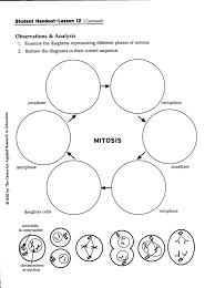 Mitosis Worksheet And Diagram Identification Wayfarercayz09 Blogcu Mitosis Cell Division Meiosis