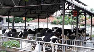 Apa pun jenis kandang yang dibuat, baik kandang kelompok ataupun individu, peternak harus memenuhi kebutuhan luas kandang per ekor tersebut. Dispertan Bantenprov Go Id Inilah Kriteria Membuat Kandang Sapi Ideal