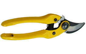 Image result for Beschorneria sp. (Biegel 5357)