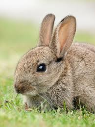 The salt lick in austin, texas serves over 800000 people each year. What Do Rabbits Eat Rabbit Food Rabbits Guide Omlet Us