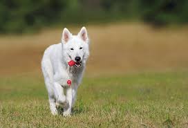 Rajapalayam dog this is an exotic breed from india that is quite rare in the usa. Hd Wallpaper White Short Hair Dog Walking On Green Grass Field During Daytime Wallpaper Flare