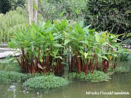 Image result for Thalia geniculata